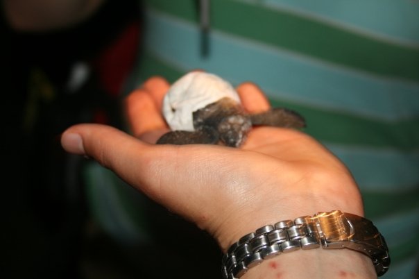 Baby Sea Turtle
