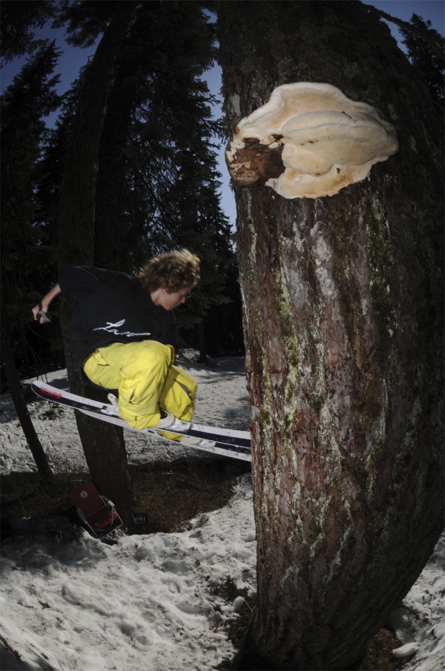 Back Tree Tap