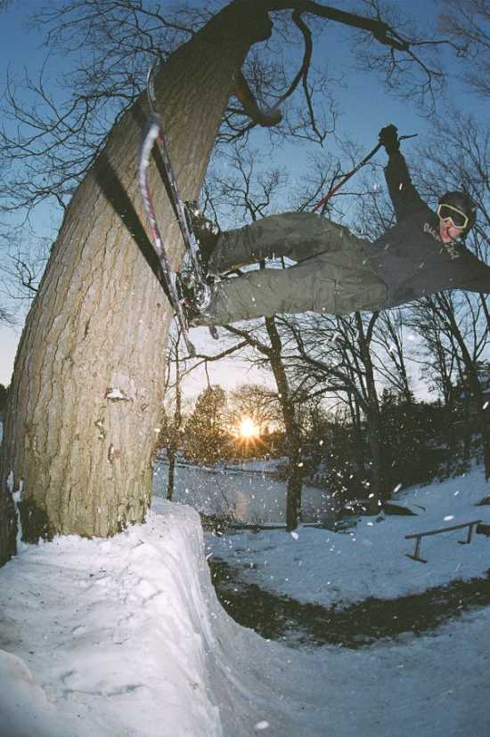 backyard tree jib good quality pics