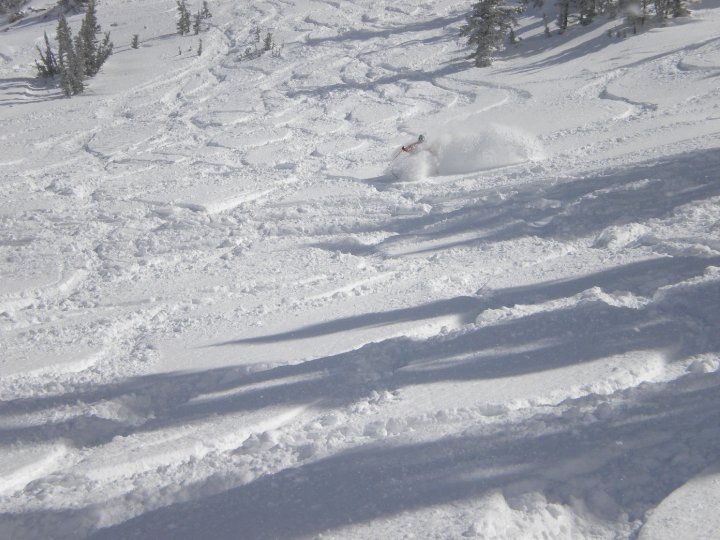 Baldy shoots at snowbird