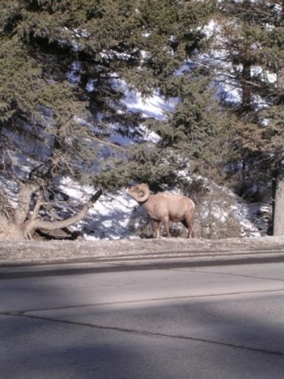 big horn sheep