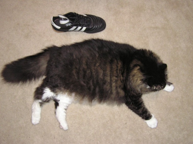 Biggest cat you've ever seen!