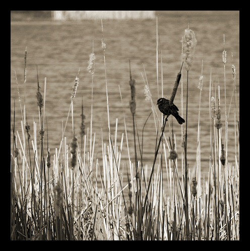 Bird Perched on Stalks