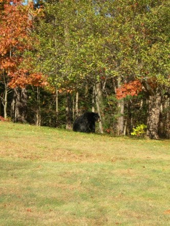 Black bear in the back yard