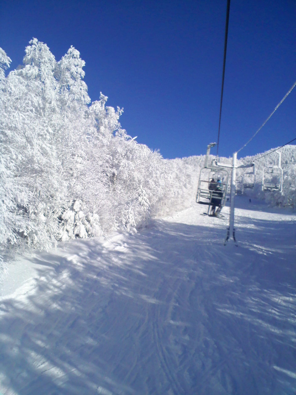 Blue Bird on daa East Coast