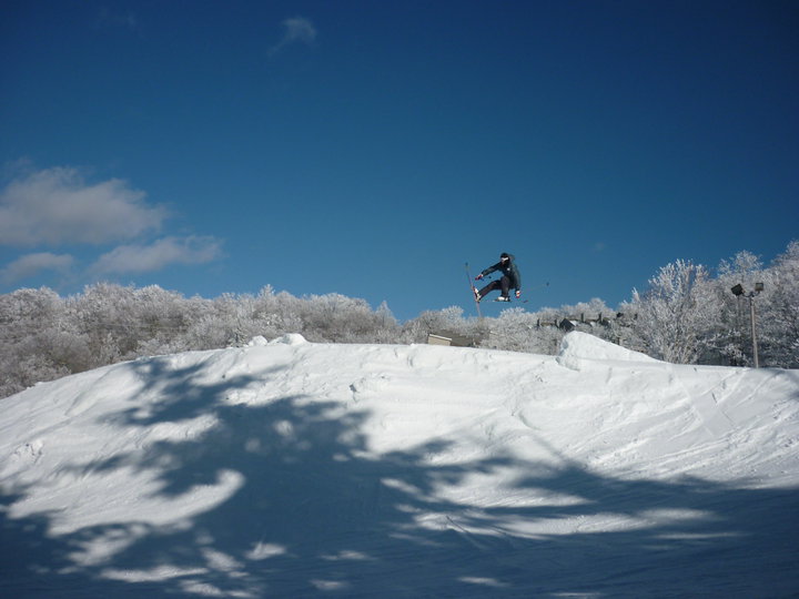 Bluebird at the Beech