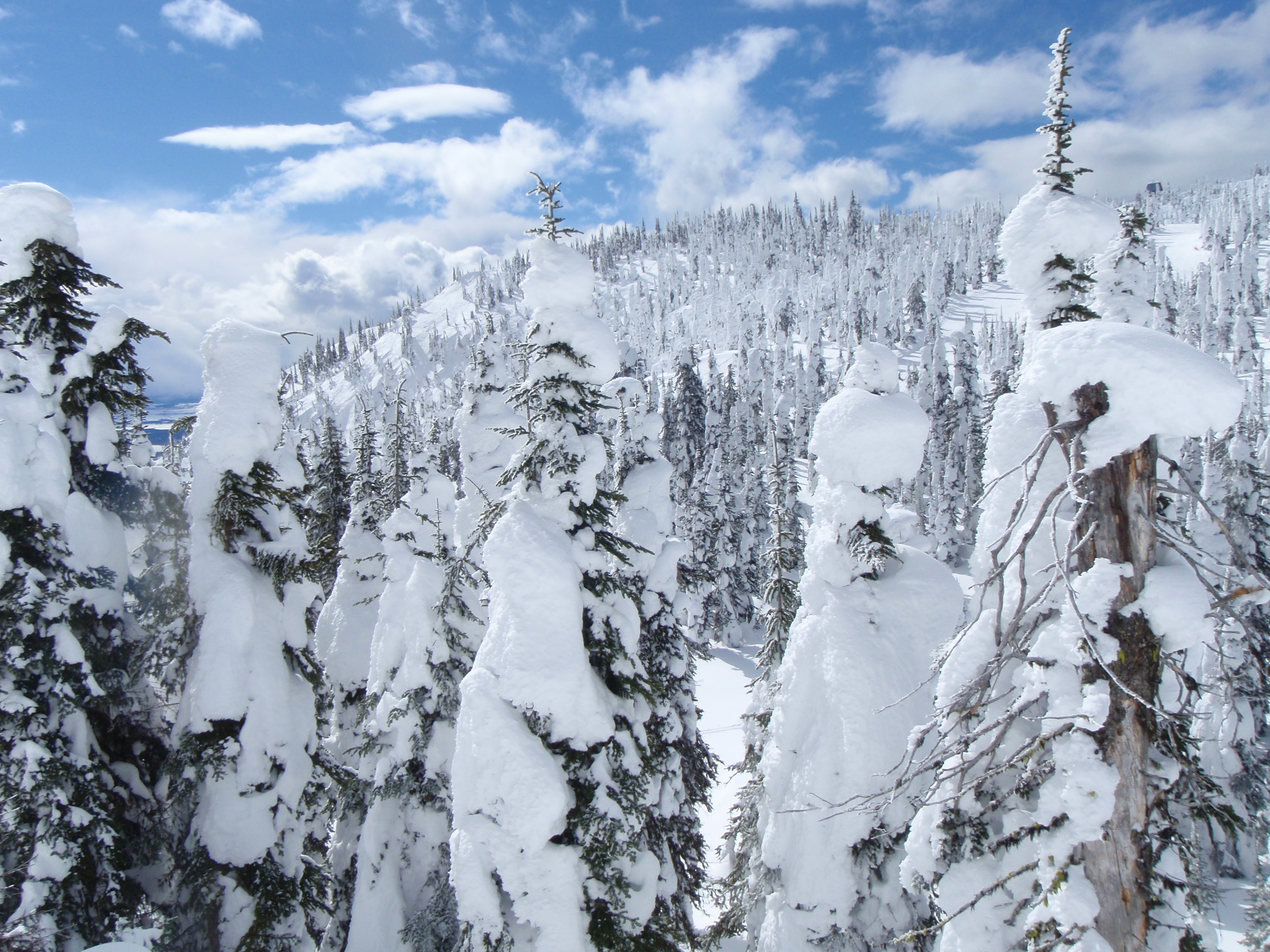 Bluebird at Whitefish