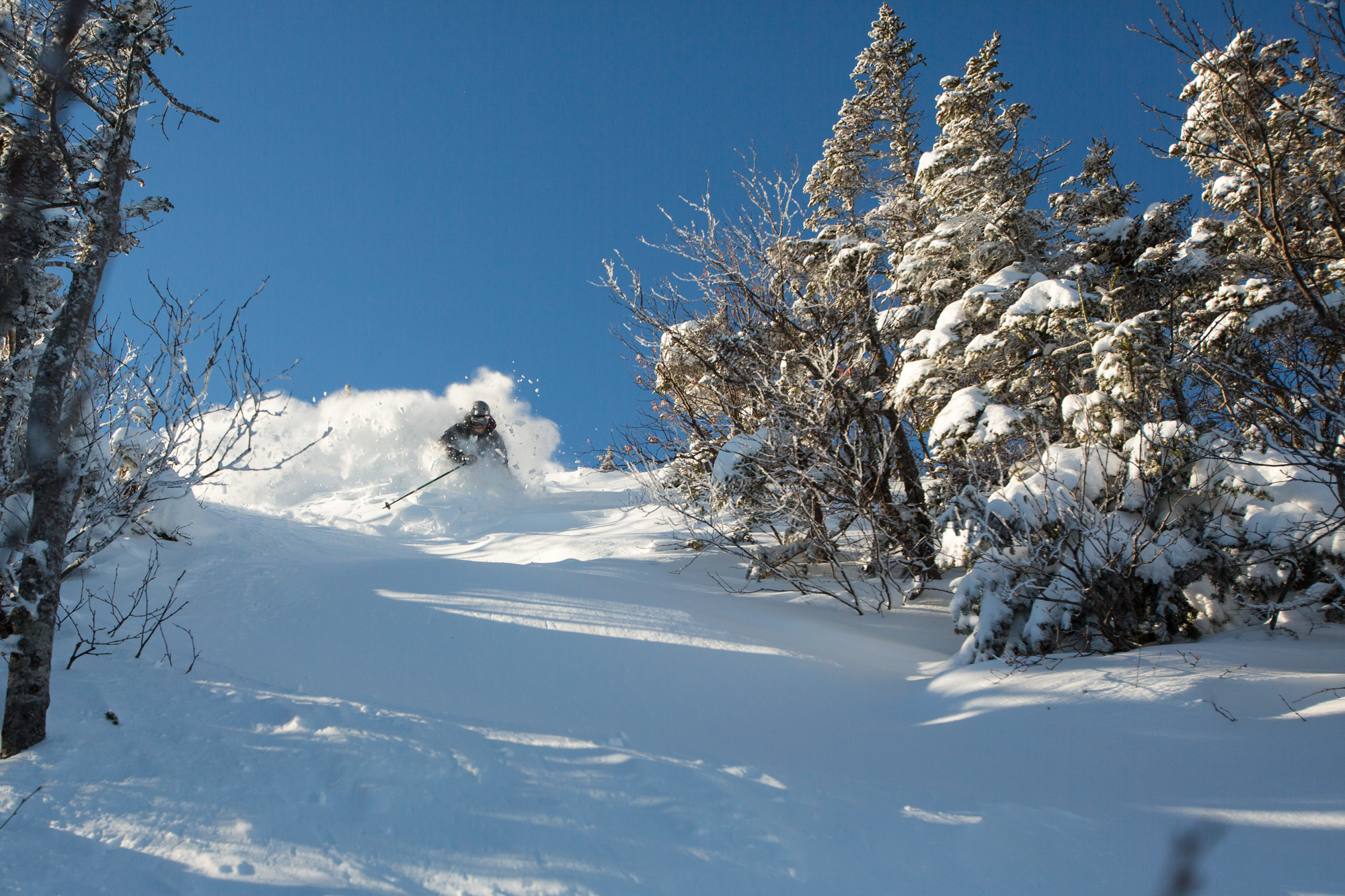 Bluebird Powder at #theloaf