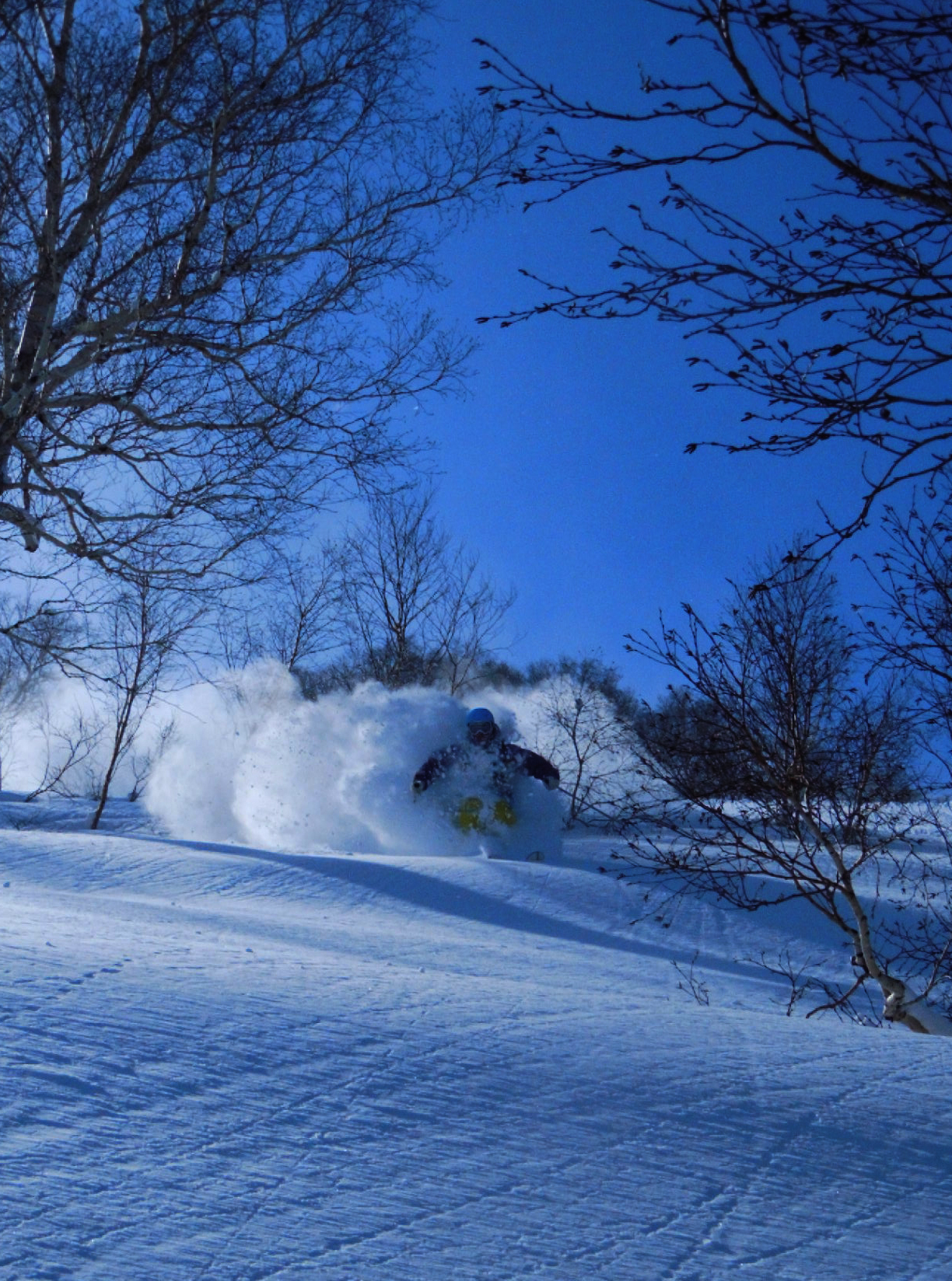 Bluebird