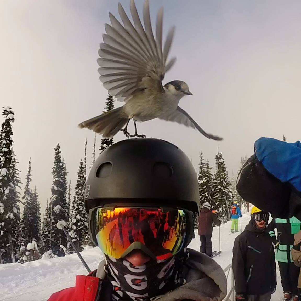 Bringing the Bird Back