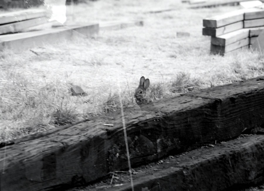 Bunnywabbit double exposure