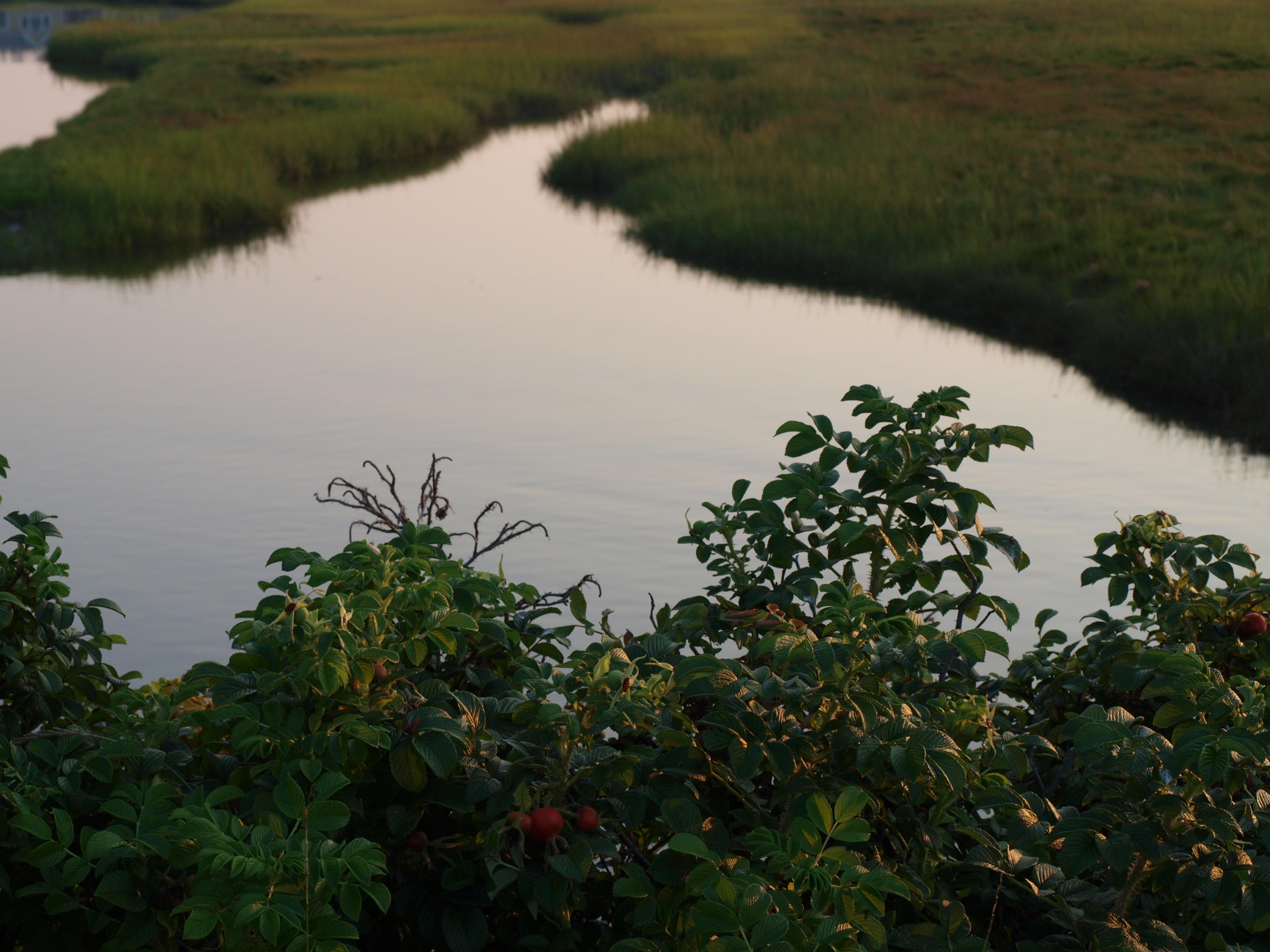 Bushes by the beach
