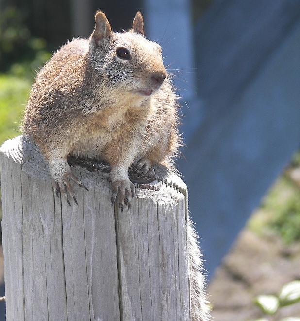 California Ground Squirrel