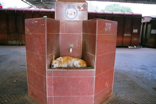 Canine respite from the heat