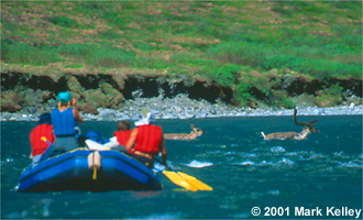 Caribou in front of our raft