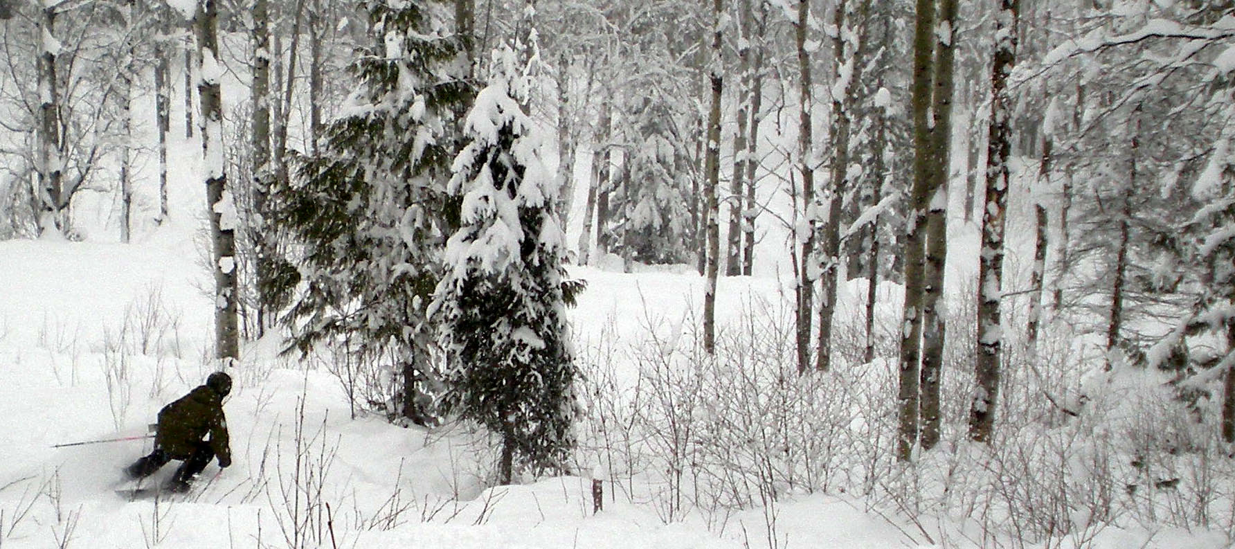 Carving in the Aspen Glades