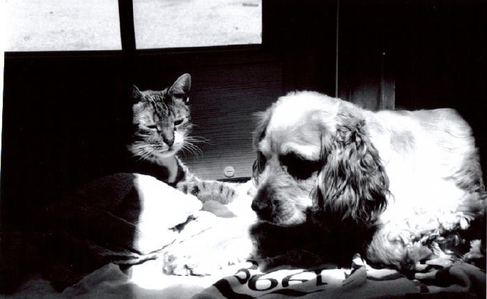 cat and dog