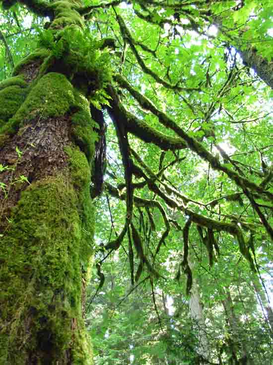Cathedral Grove - MacMillan Provincial Park