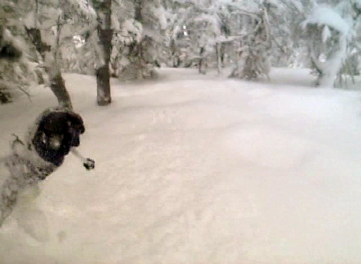 CHEST deep IN zee WOODS