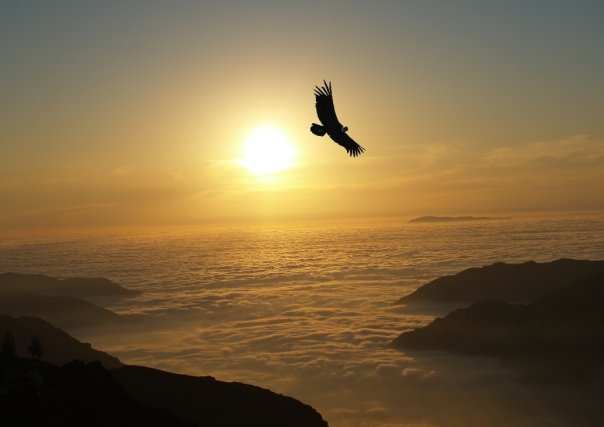 Chilean Condor after the storm
