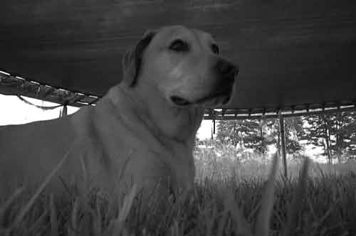 chillin under the tramp