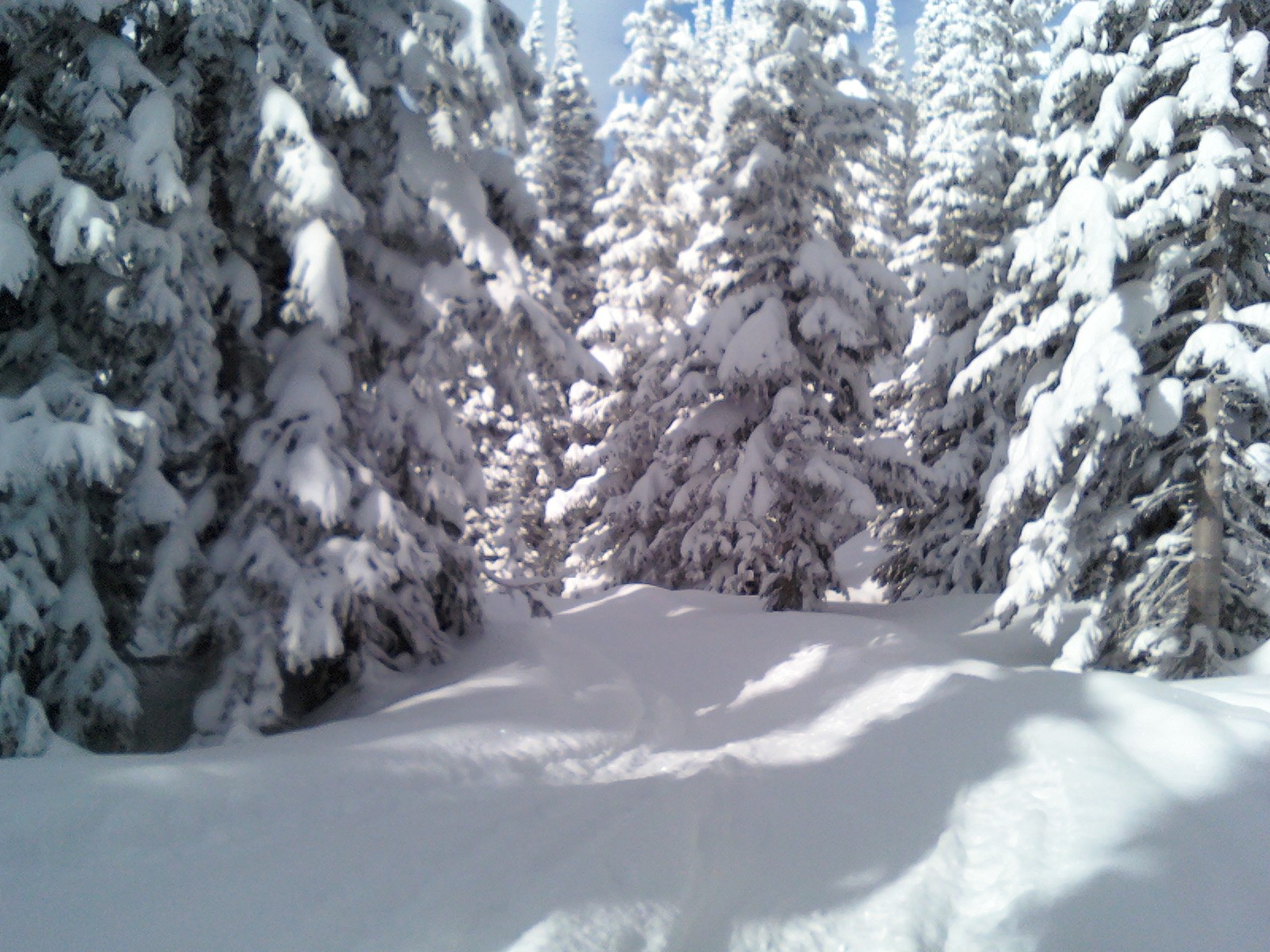 Christmas Tree Gully