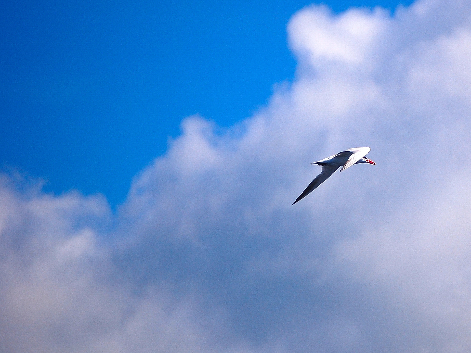 Common tern