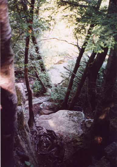 cool trails up in the woods