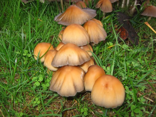 Coprinus