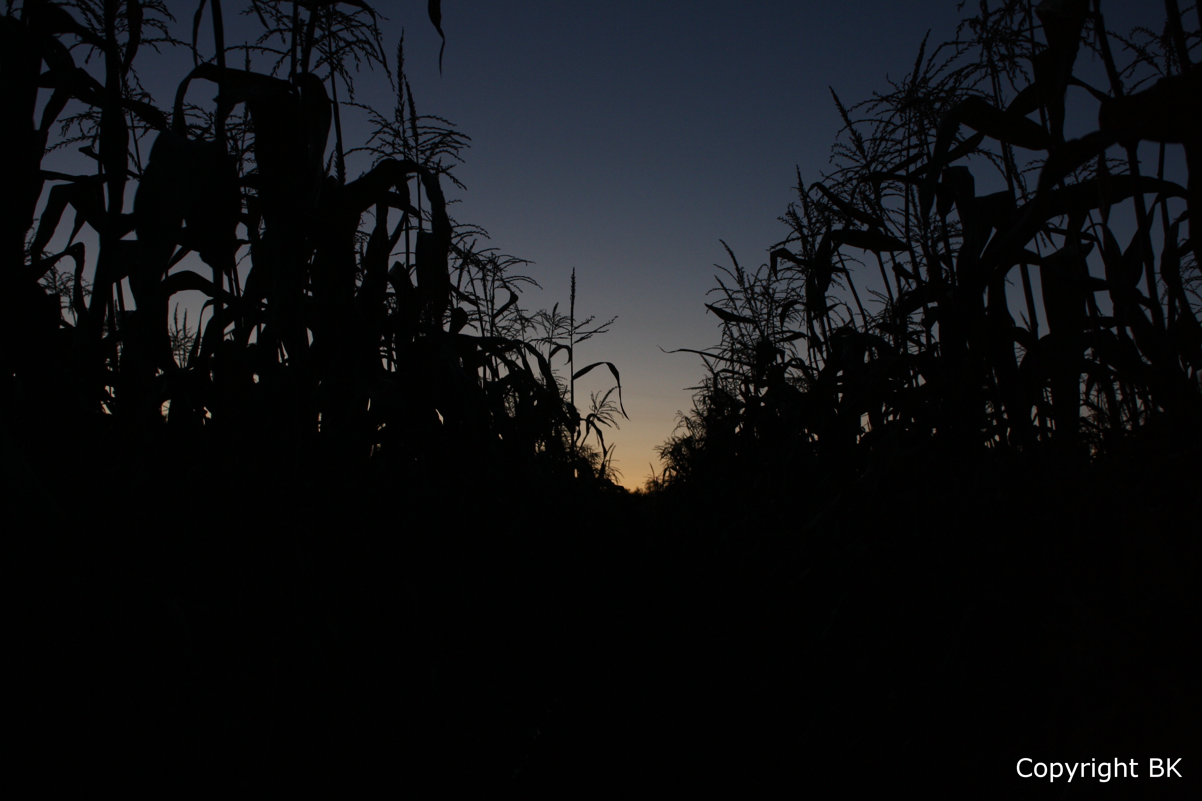 Corn Fields
