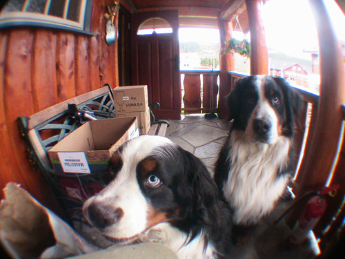 Crazy eye dog and his brother beeing jealous on him because he got a snack