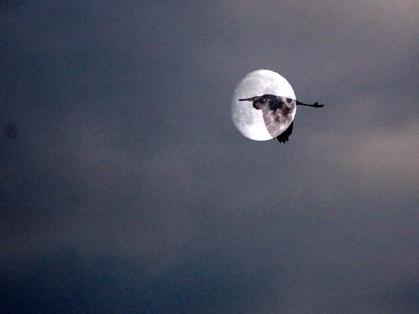 Crazy overlay of the moon and heron