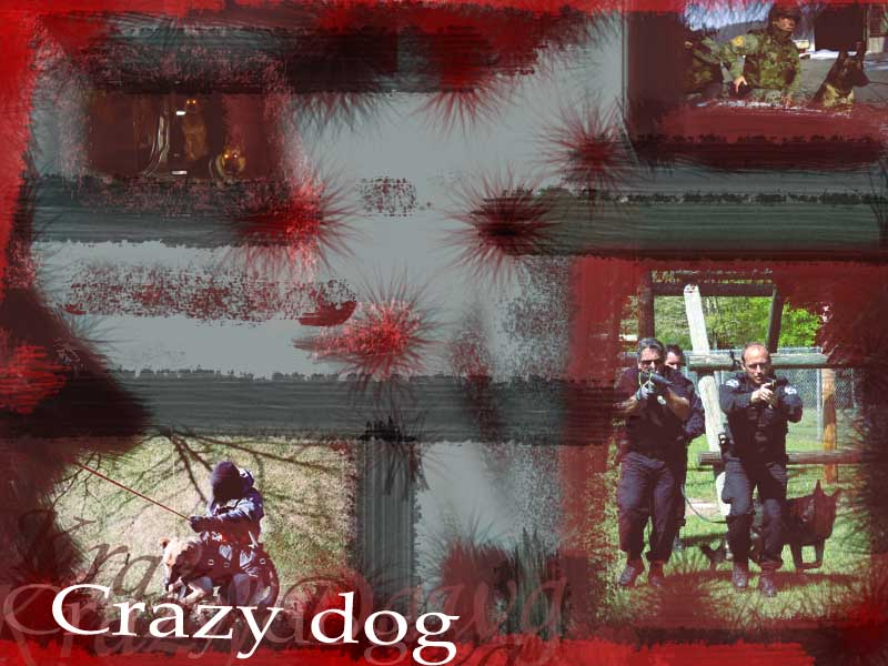 CrazyDog BG