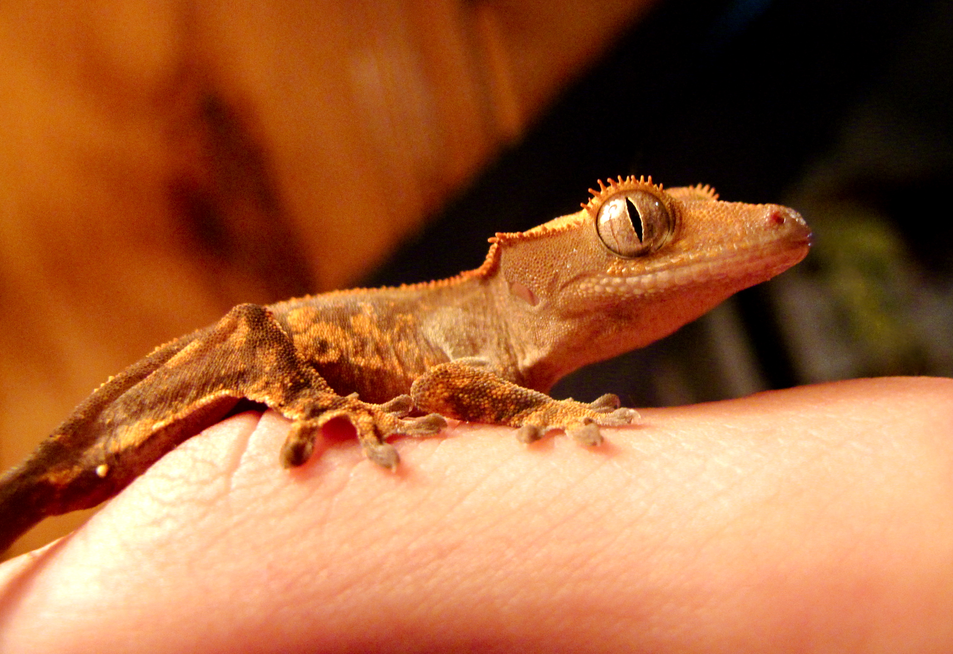 Crested Gecko