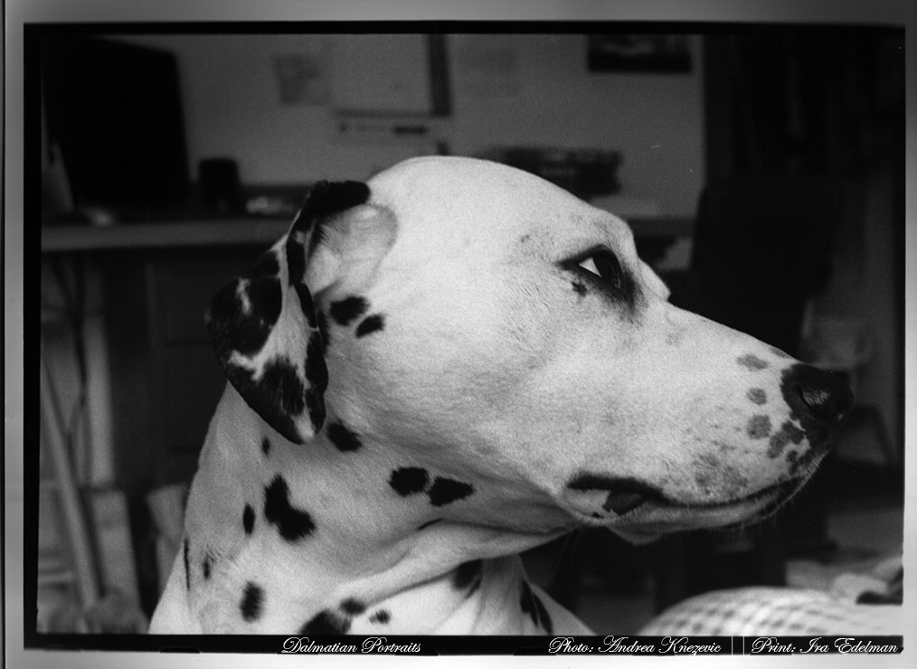dalmatian - She took the pic, i developed it..