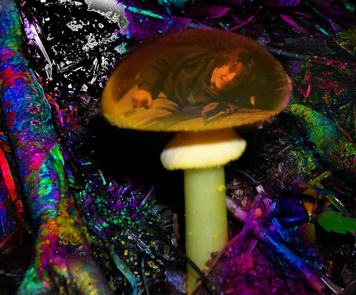 dave in shroom