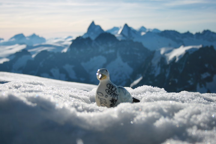 "De duif" / "The pidgeon"