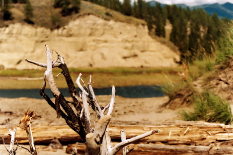 Dead Tree Branch @ Lake