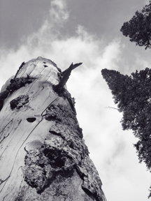 dead tree in copper glades