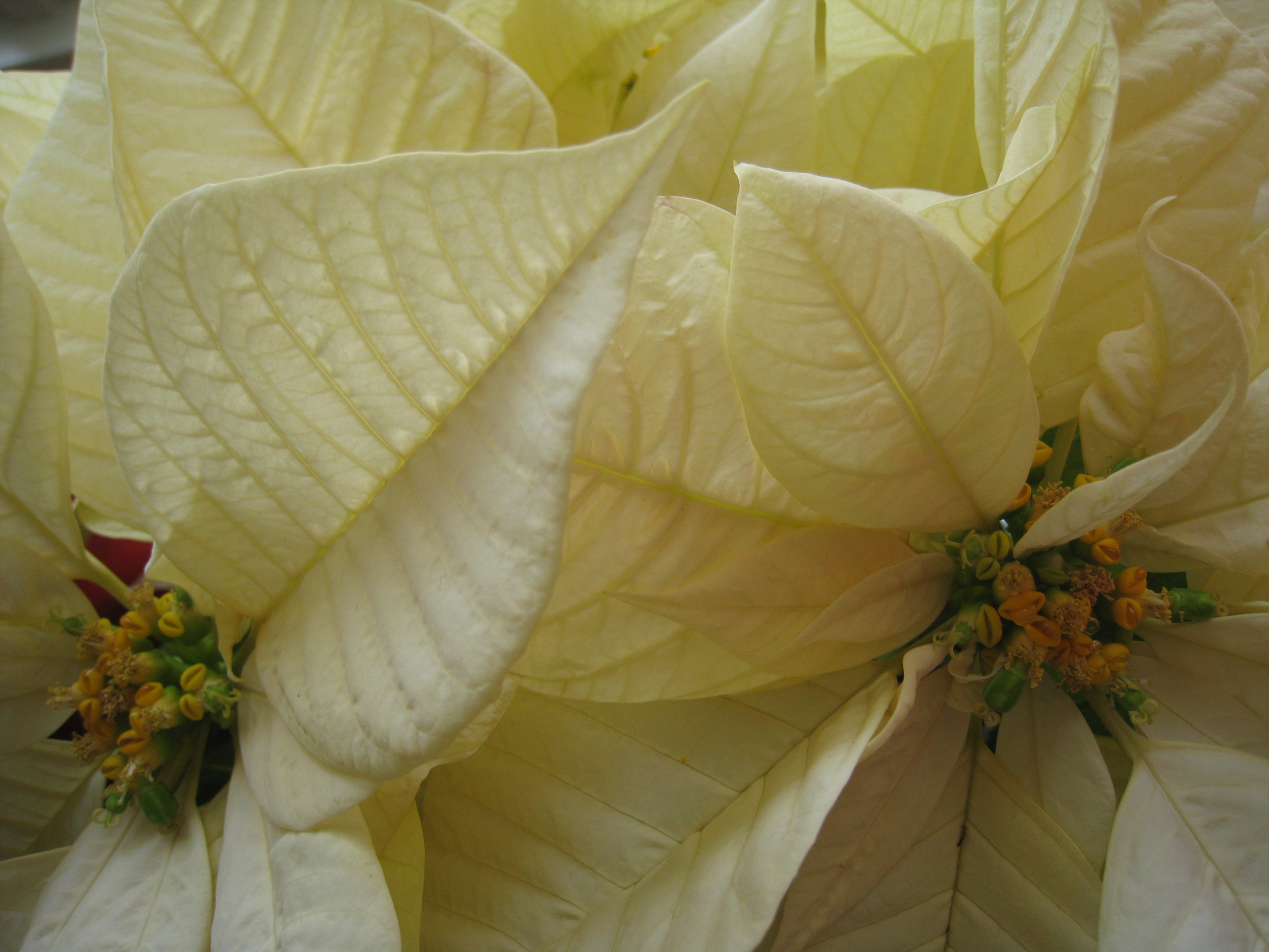 Delicate little fawer.