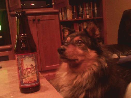 Dog   Beer!