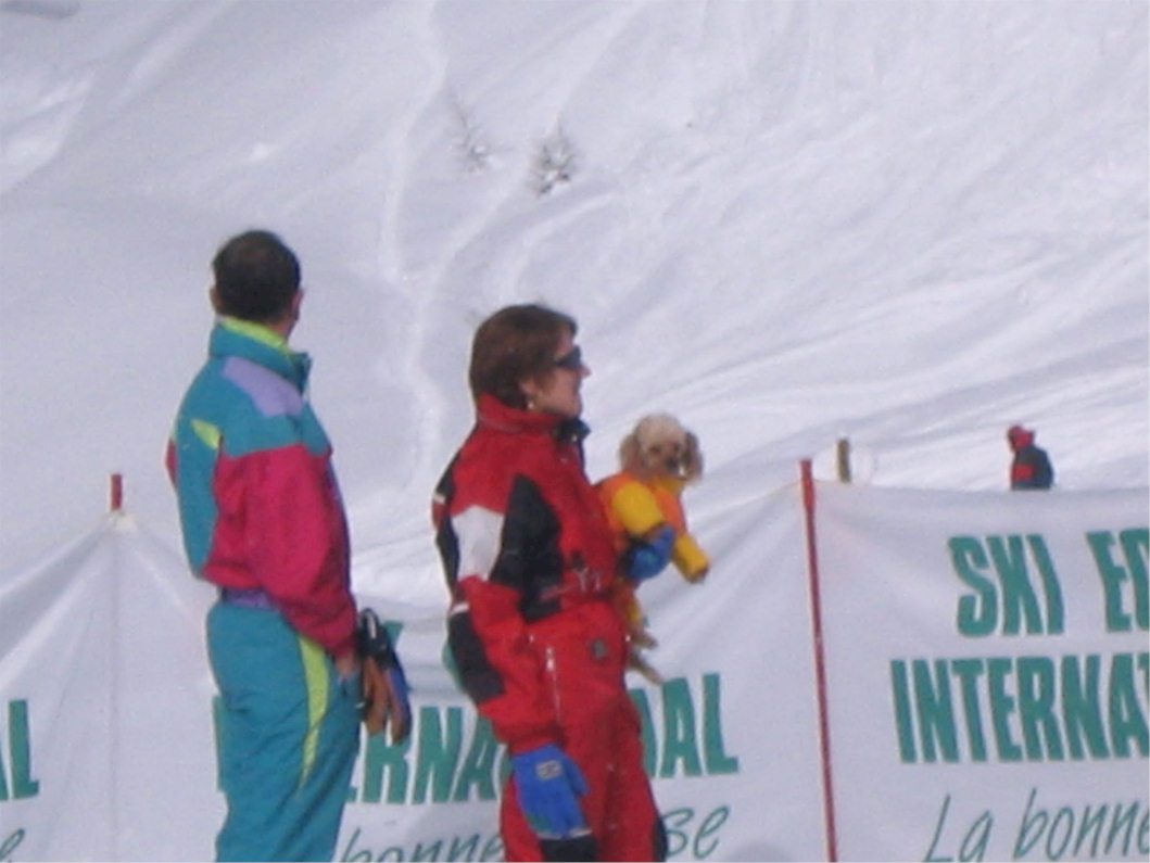 Dog - in a one piece