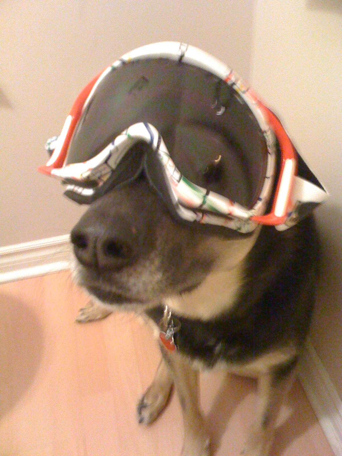 Dog With Goggs