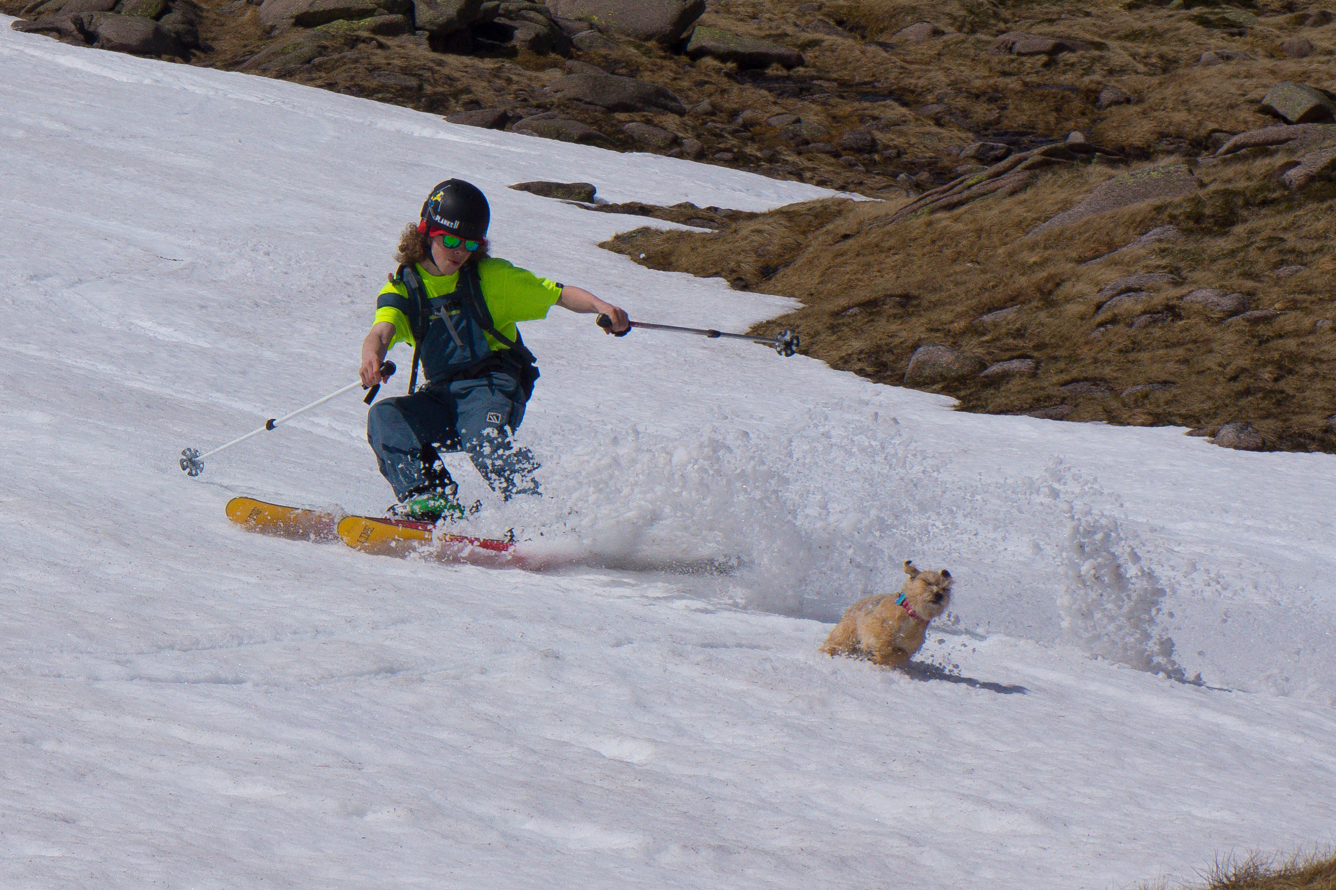 Doggo loves the spring shred