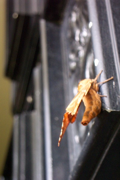Door Under a Moth