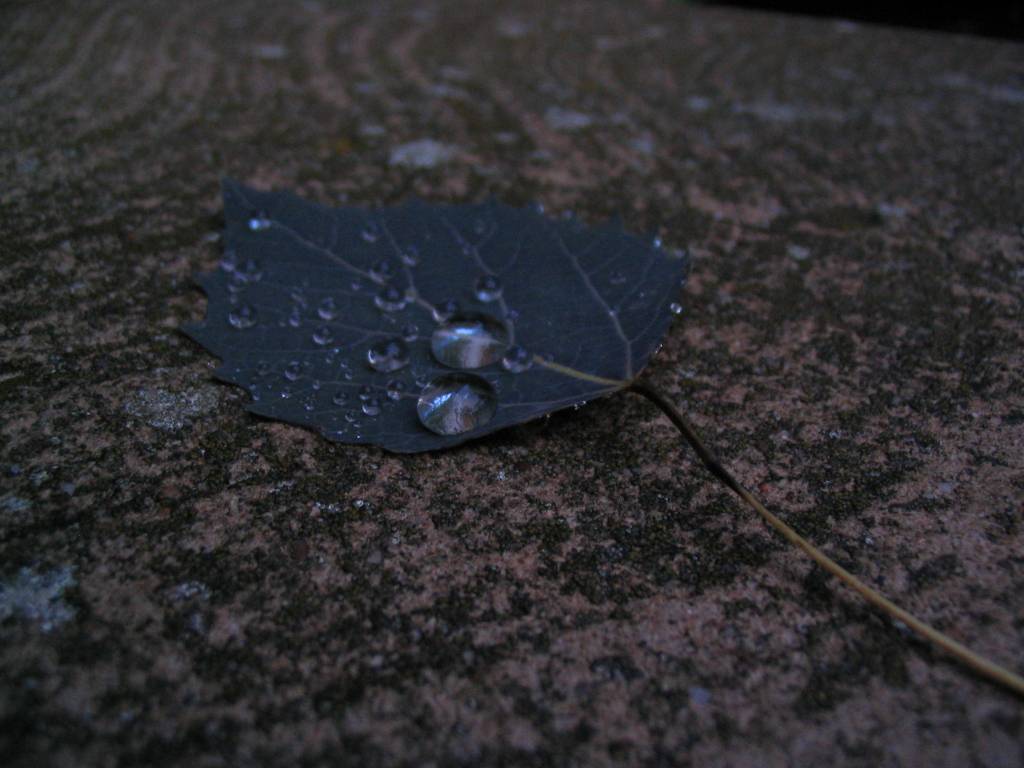 drops on a leaf