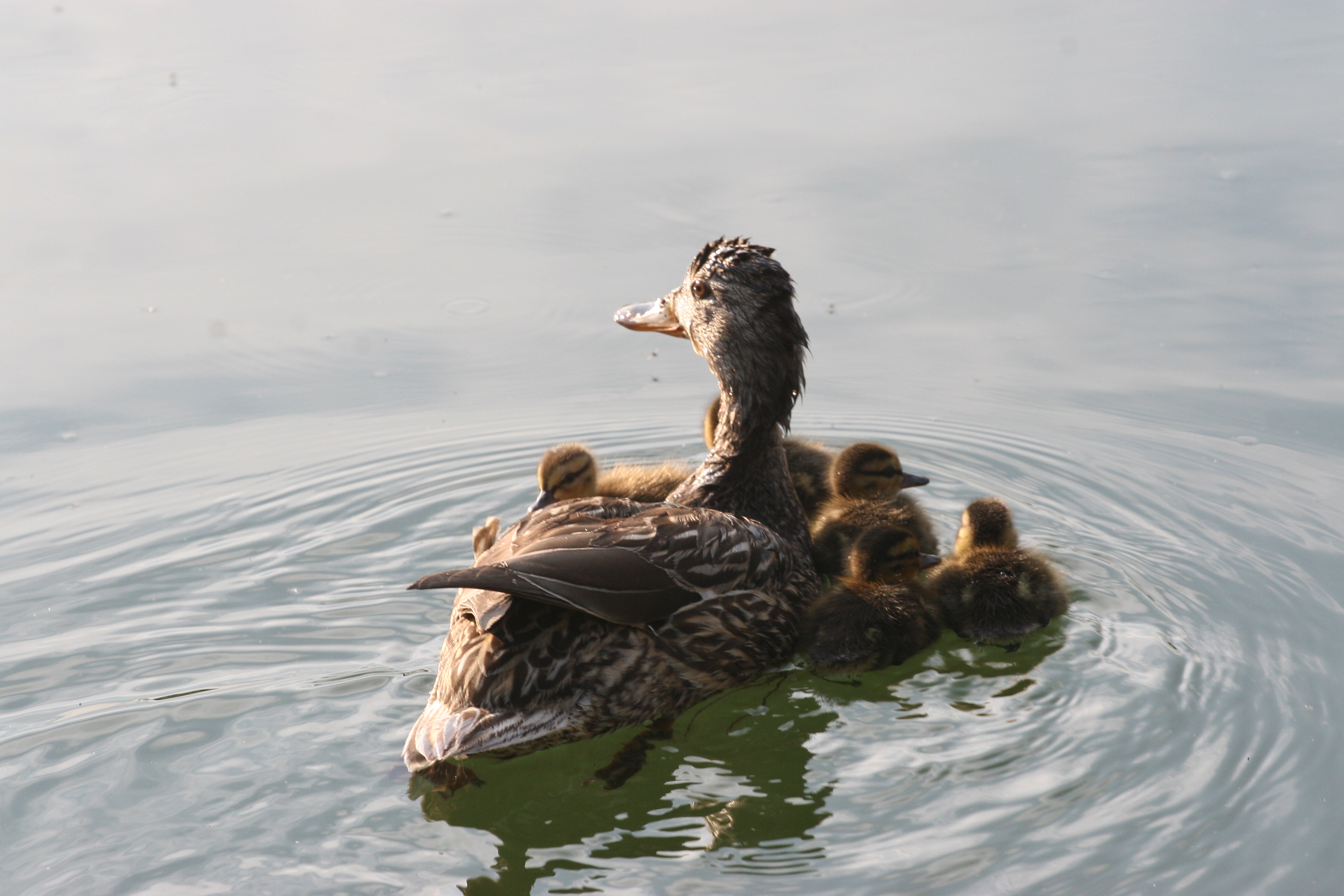 Duck and Babies