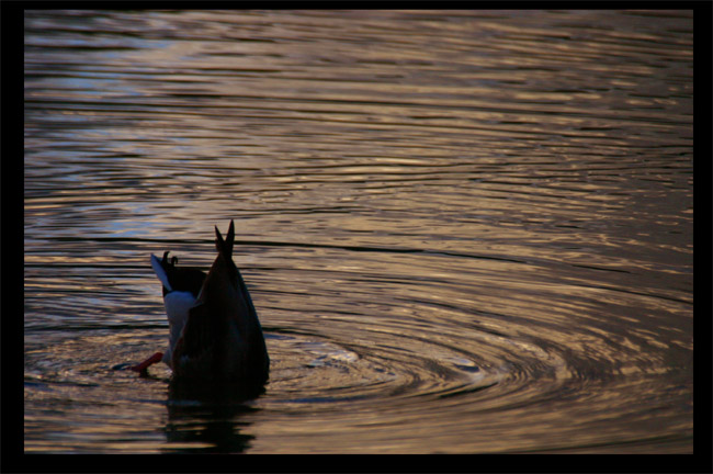 Duck looking for food.
