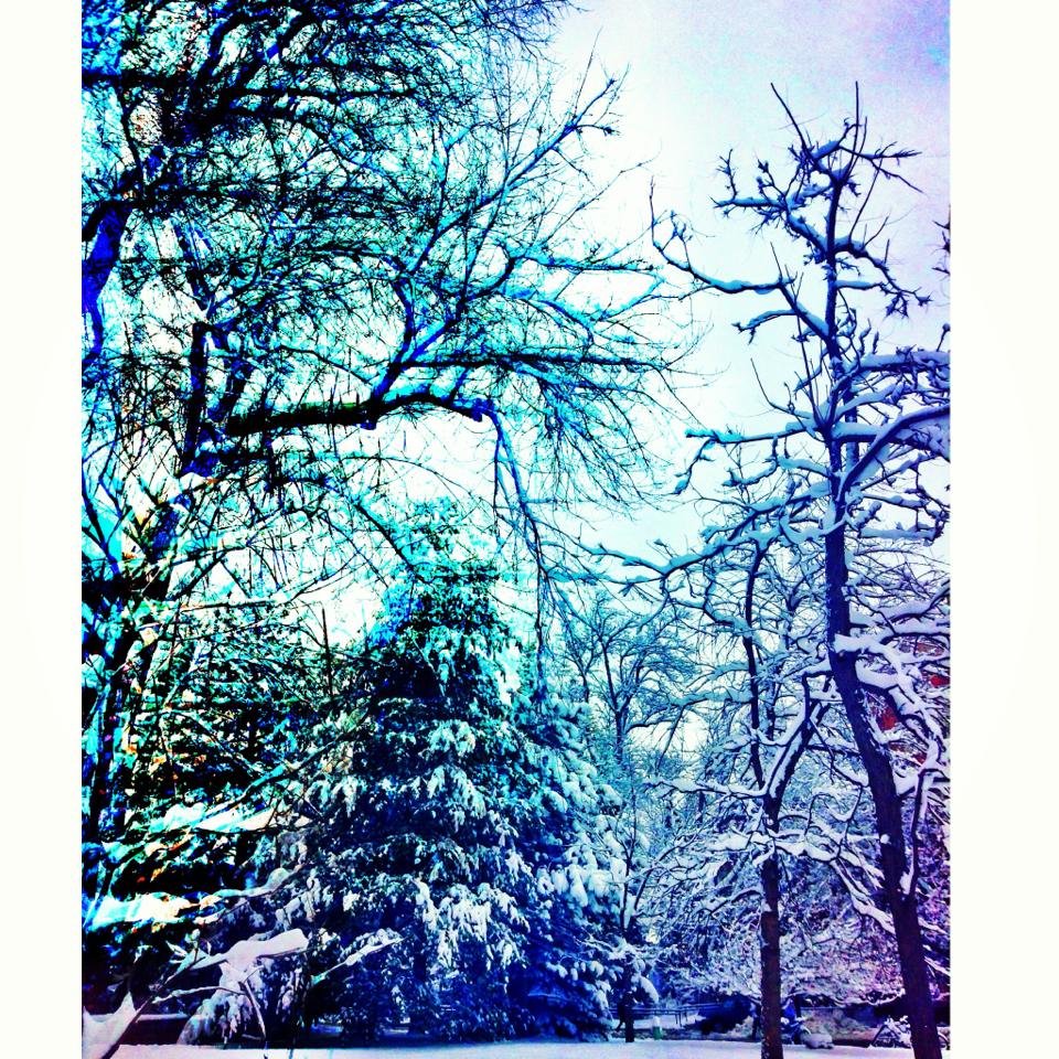 Dude, Check Out Those Trees