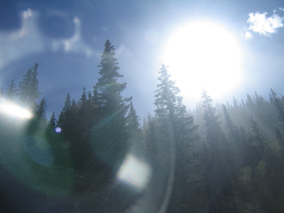 dusty trees (through a window)